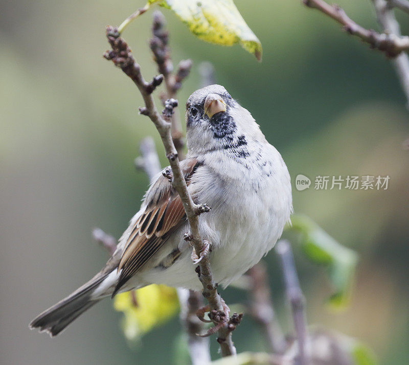 家雀(家雀)雄性