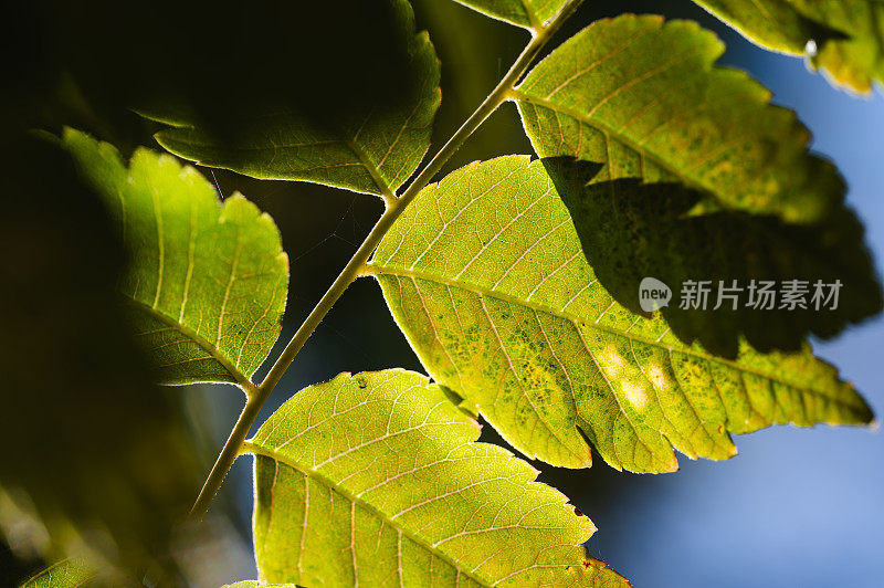 干叶子上的叶脉特写