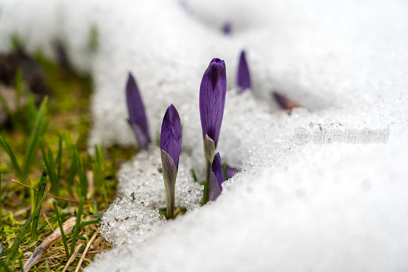 紫色的藏红花从雪中长出来