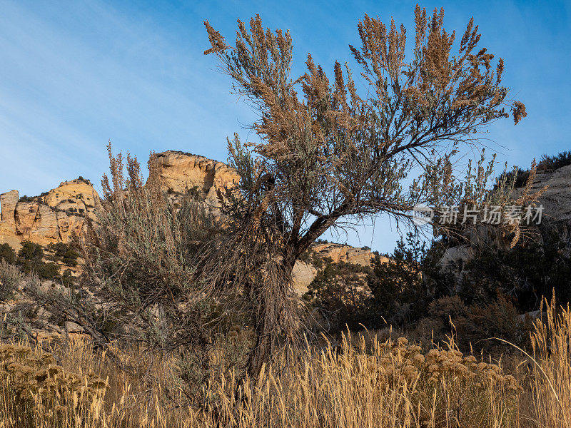 一个大山艾树的低角度视图，后面是砂岩悬崖。