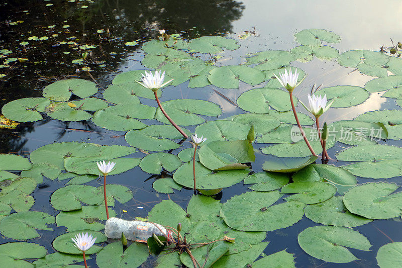 孟加拉国的国花正在池塘里盛开