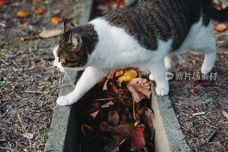 秋天的公园和猫