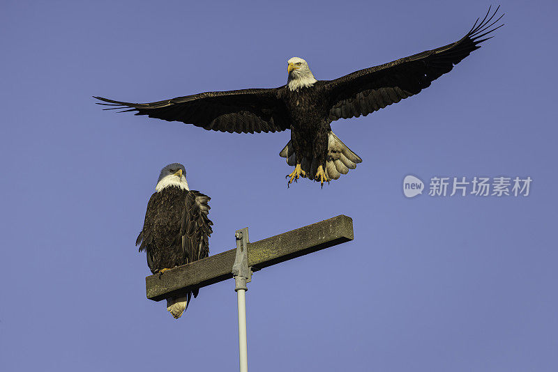 一只秃鹰降落在配偶身边。边界湾，三角洲，卑诗省，加拿大。