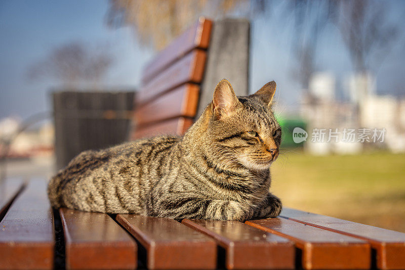 虎斑流浪猫。