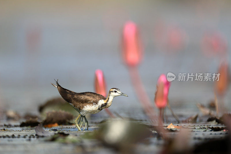 红尾水雉