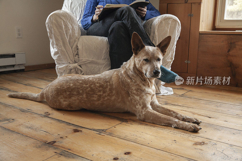 澳大利亚牧牛犬和家人一起放松