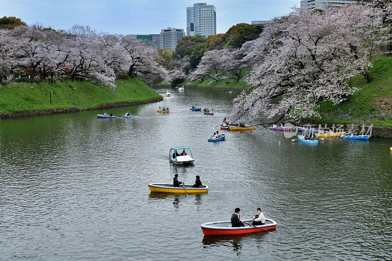 东京千鸟町公园乘船观赏樱花