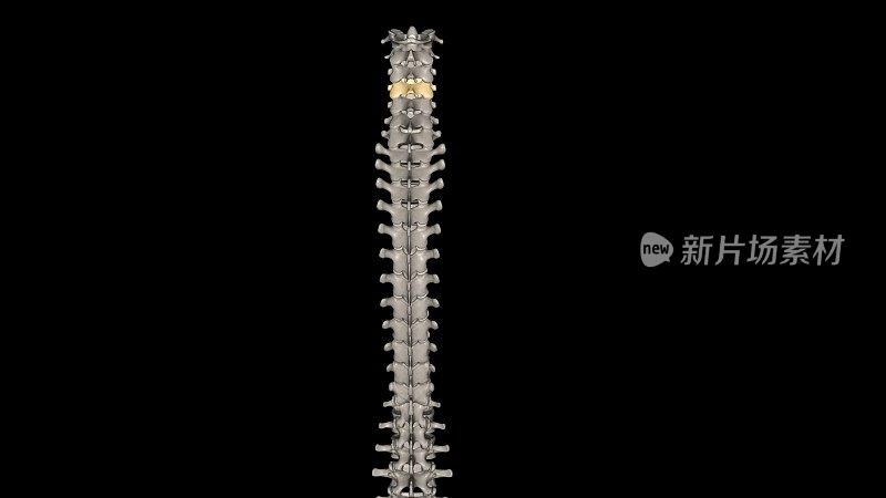 第四颈椎(C4)位于脊柱颈椎(或颈部)区域的中心位置
