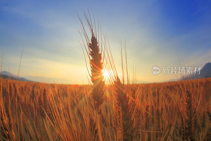 在清晨的阳光下，麦田里小麦穗的特写