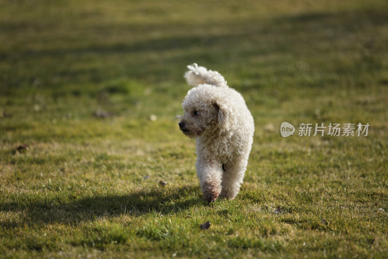 年轻的贵宾犬