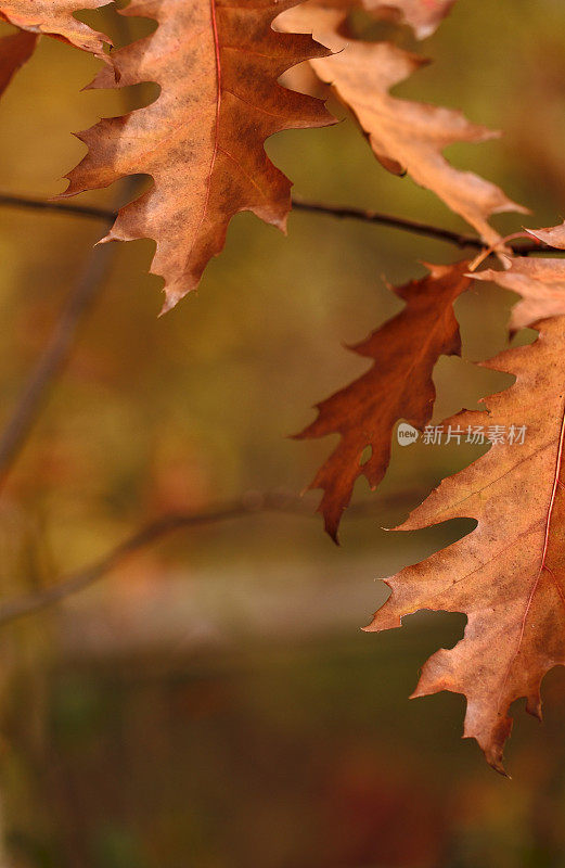 红色橡树叶在秋天的特写与模糊的背景