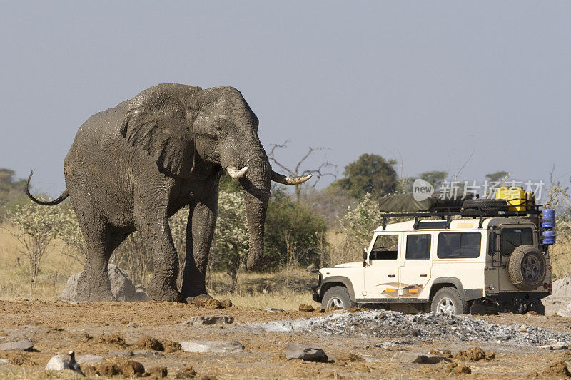 博茨瓦纳的一辆狩猎车靠近大象