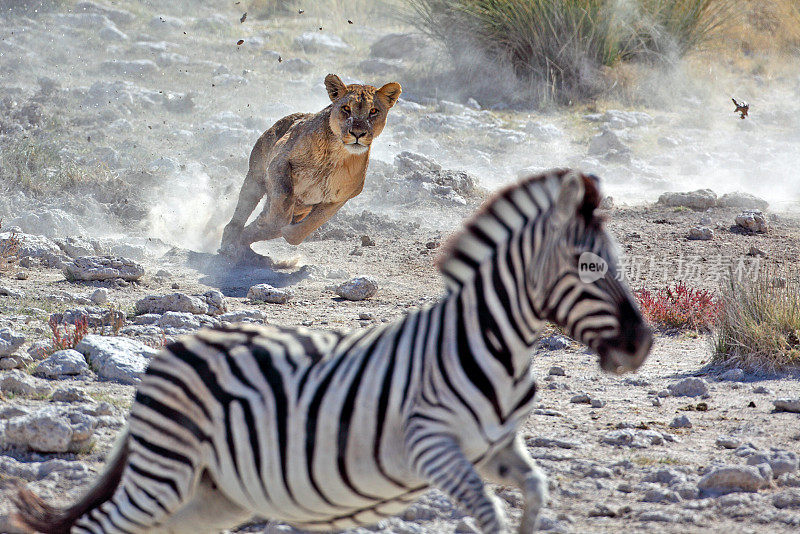 狮子狩猎斑马
