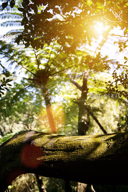 森林中阳光下的蕨类树