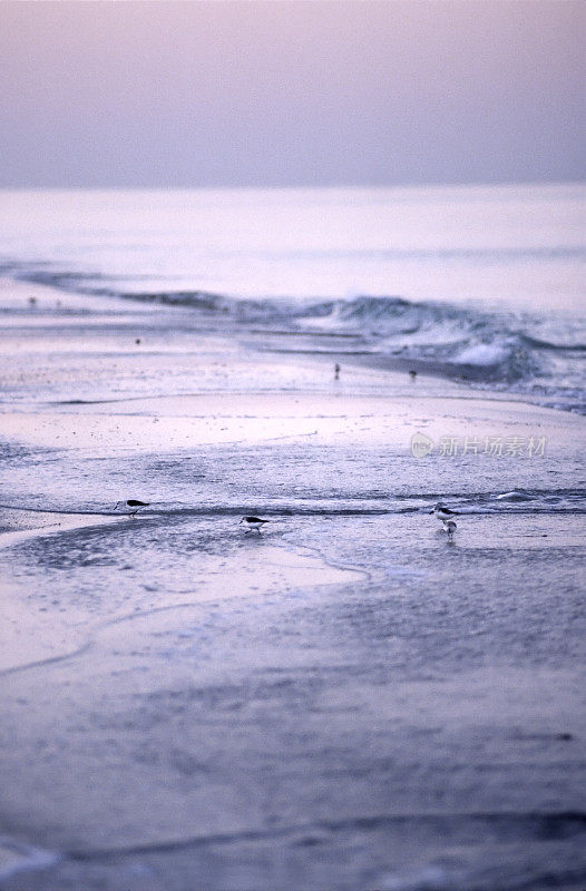 海湾上的矶鹞