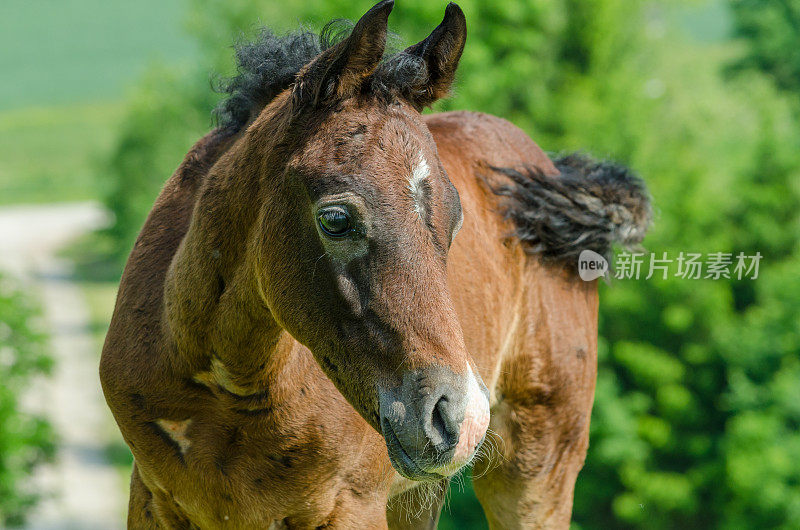 阿西尔阿拉伯马-小马驹画像