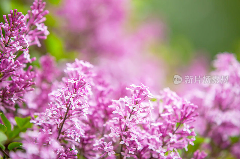 丁香丛上的紫色花朵的特写