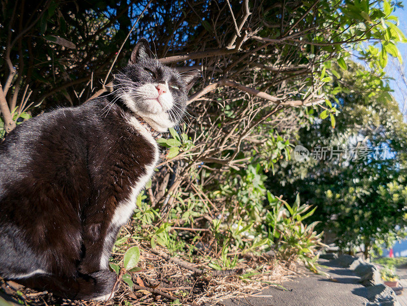 只流浪猫