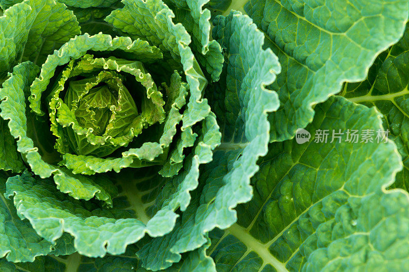 雨后的萨伏伊卷心菜