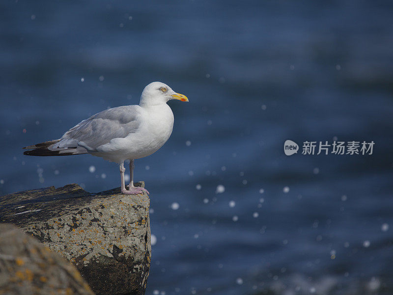 银鸥