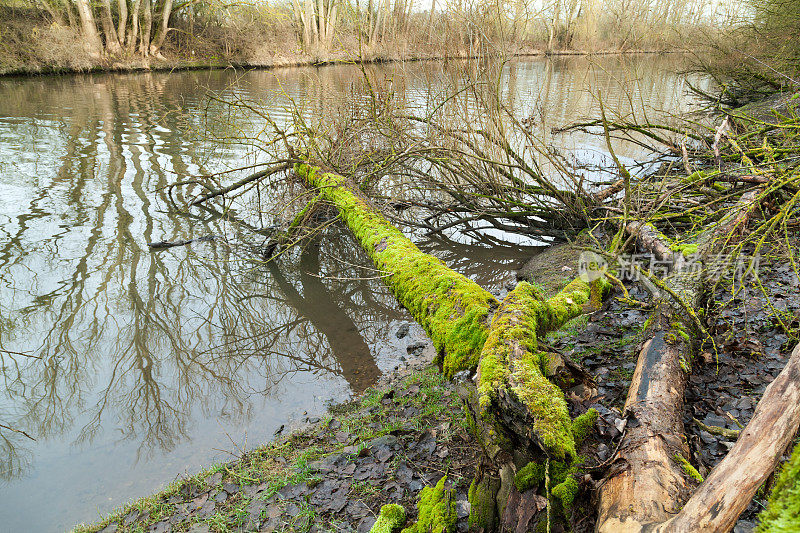 死树躺在水里
