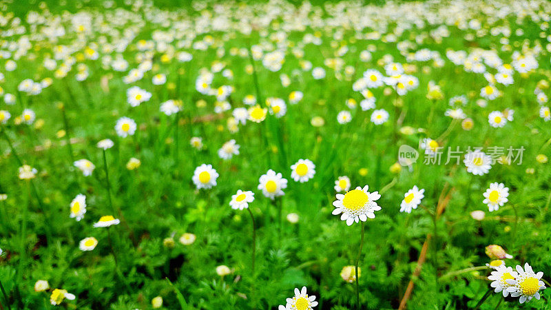 春雏菊田:季节性的或自然的背景