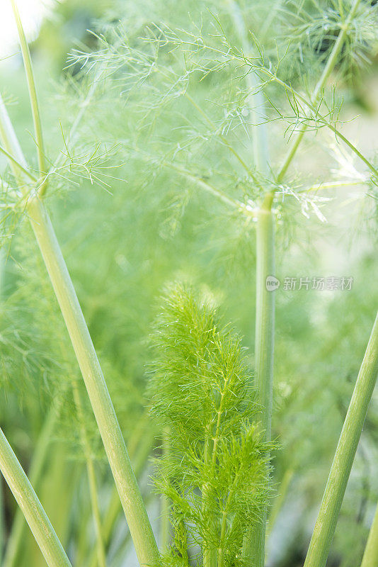 有机茴香植物生长特写