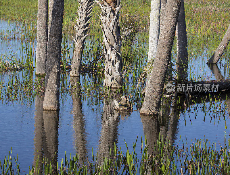 佛罗里达湿地