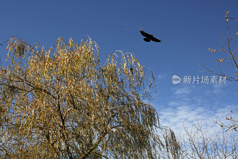 秋天，乌鸦从加拿大的树上飞来