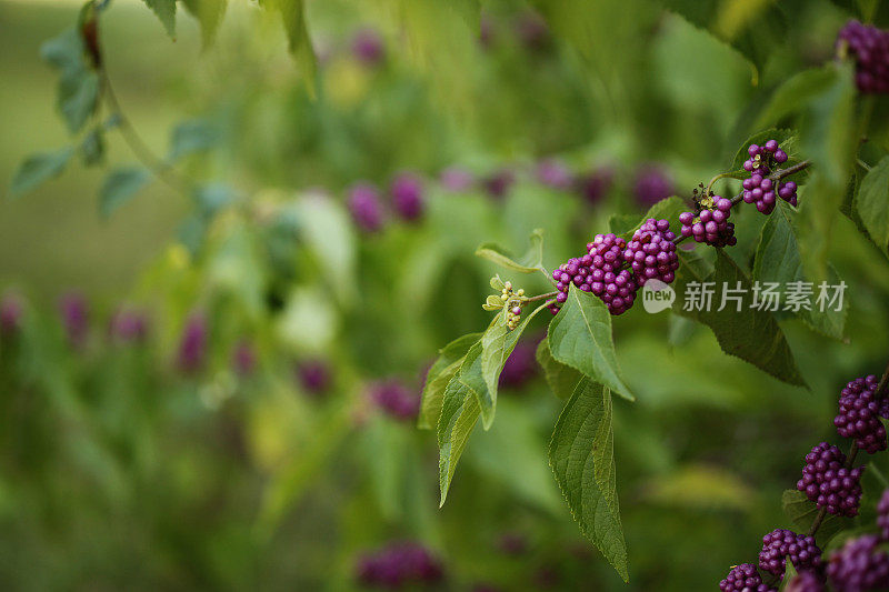 美国紫珠植物