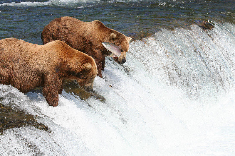 在阿拉斯加布鲁克斯瀑布钓鱼的棕熊