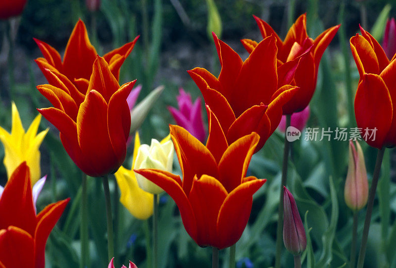 布查花园郁金香花卉景观维多利亚