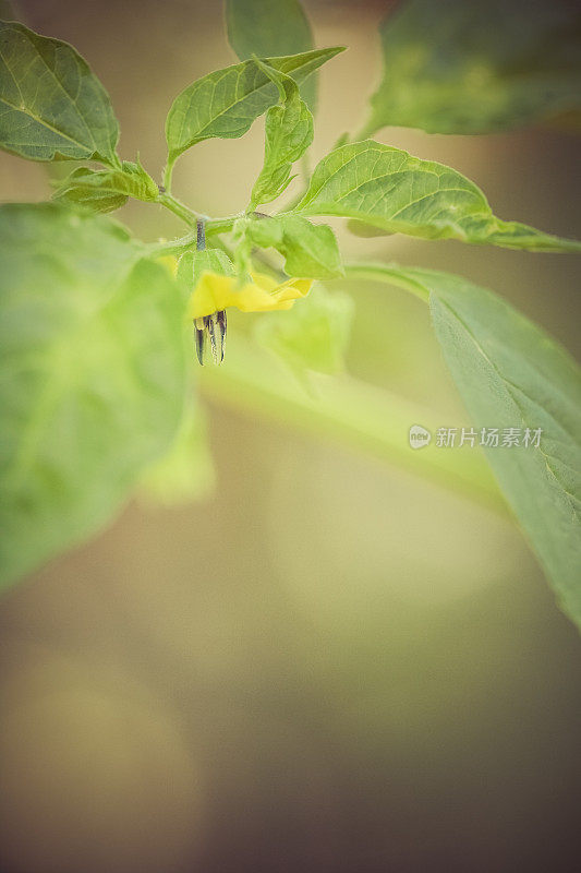 蔬菜园里的番茄黄花绿叶