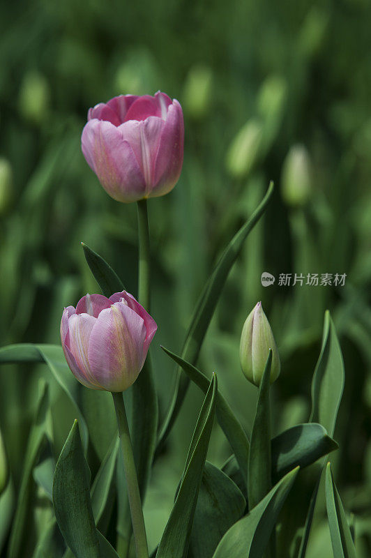 紫色有机郁金香苗圃的特写