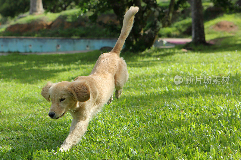 金毛猎犬跑