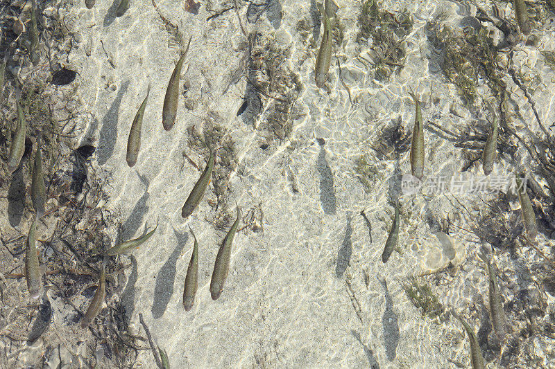 许多游泳的鱼在阳光明媚的清澈的水对当前克罗地亚