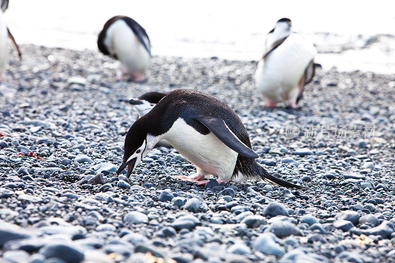 南极半月岛的帽带企鹅