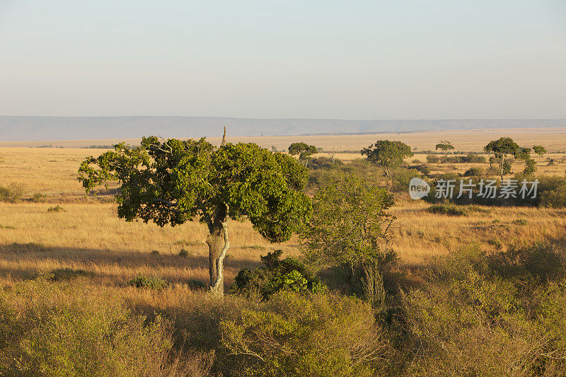 肯尼亚-马赛马拉，东非大裂谷