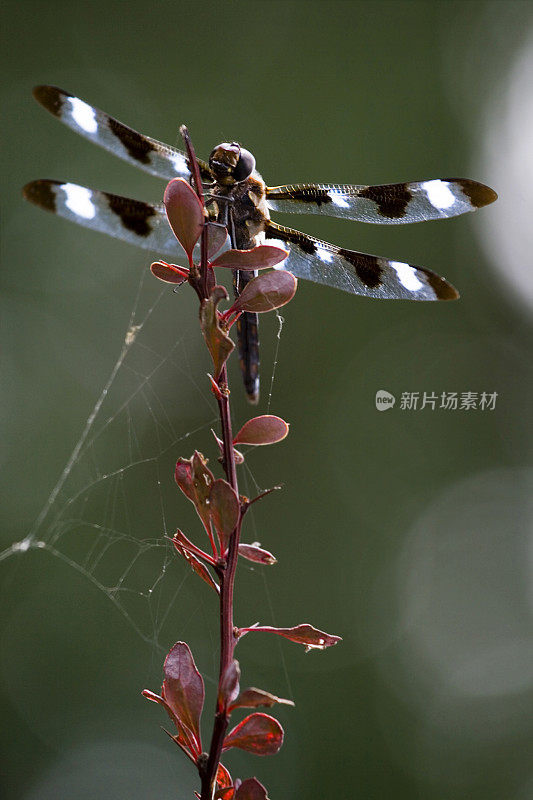 蜻蜓