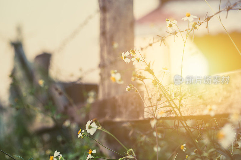 美丽的花在篱笆周围的乡村农场，早晨日落复古的色调