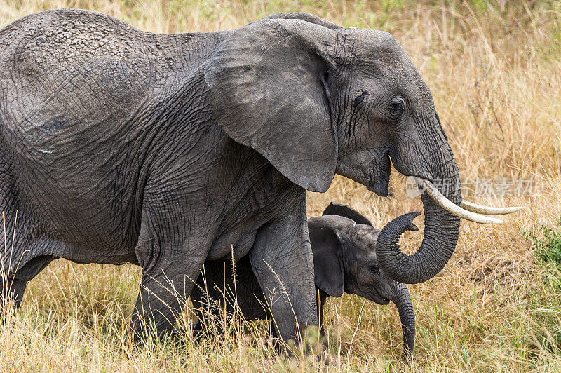 大象和幼兽
