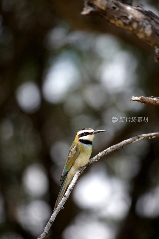 非洲蜂虎鸟栖息