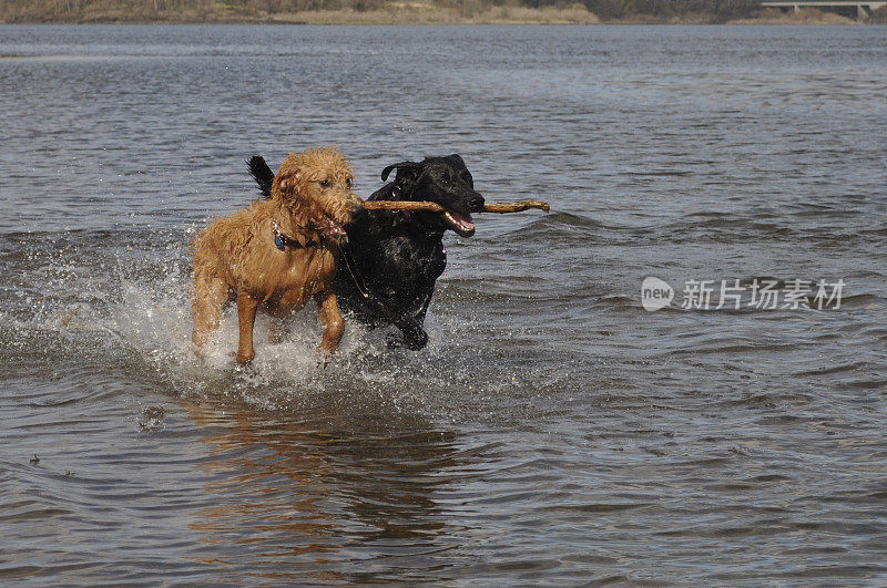 爱玩的狗:拉布拉多寻回犬和拉布拉多贵宾犬。