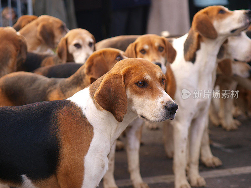 福克斯猎犬