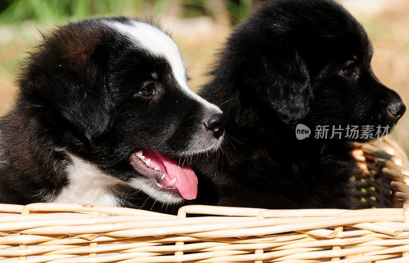 可爱的边境牧羊犬幼犬