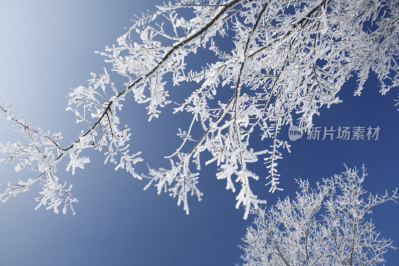 树枝上覆盖着冰雪和霜冻。