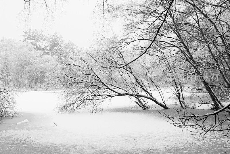 白雪覆盖着树枝，旁边是结冰的白色湖泊