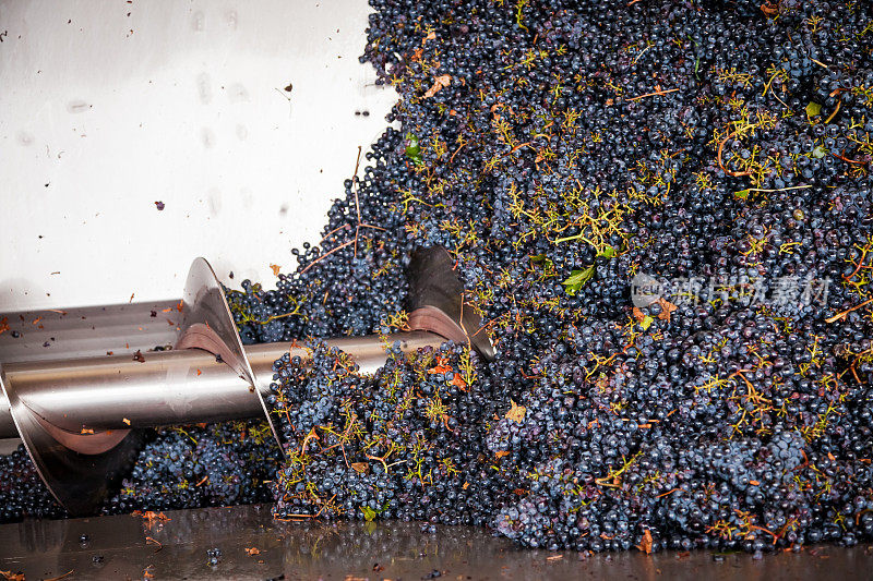 葡萄破碎机在酿酒厂。基安蒂红葡萄酒地区