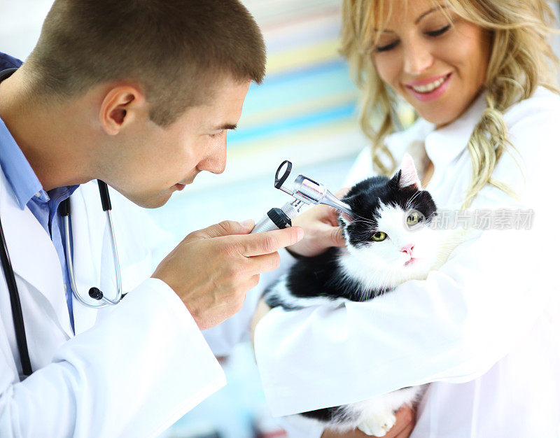 兽医在检查一只猫。