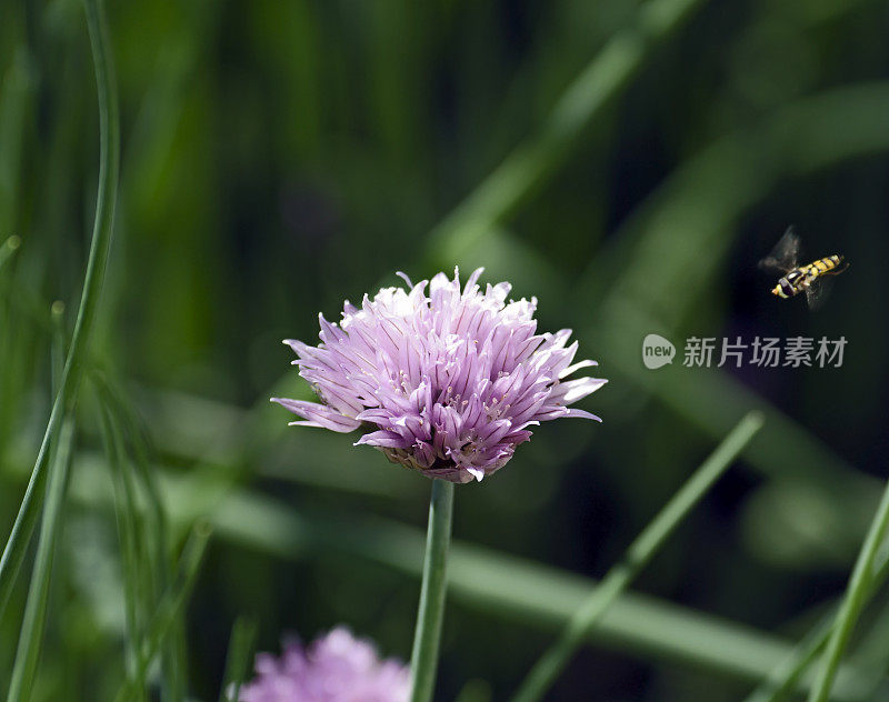 有机细香葱花